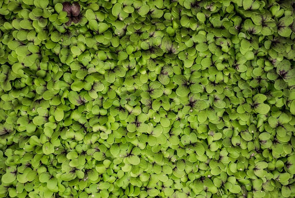 Green Mustard Microgreens